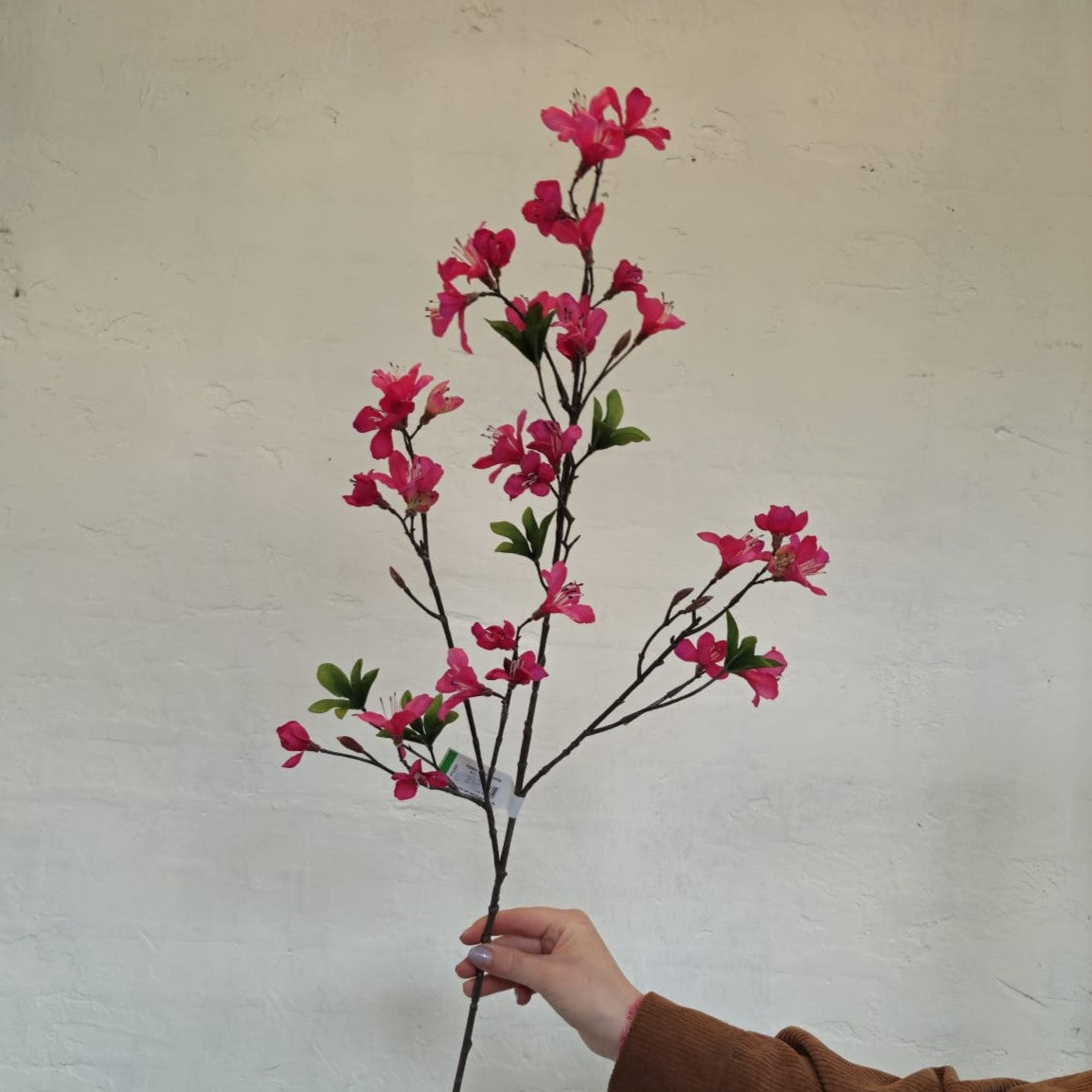 Azalea Fuchsia 90 cm