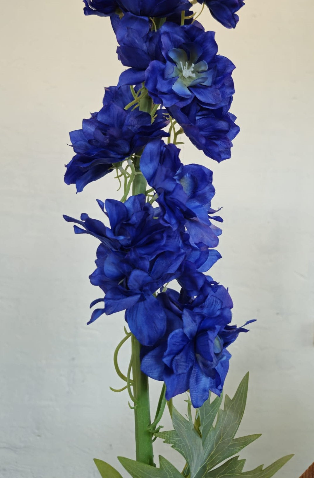 Delphinium  130 cm