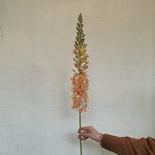 Eremurus 105 cm