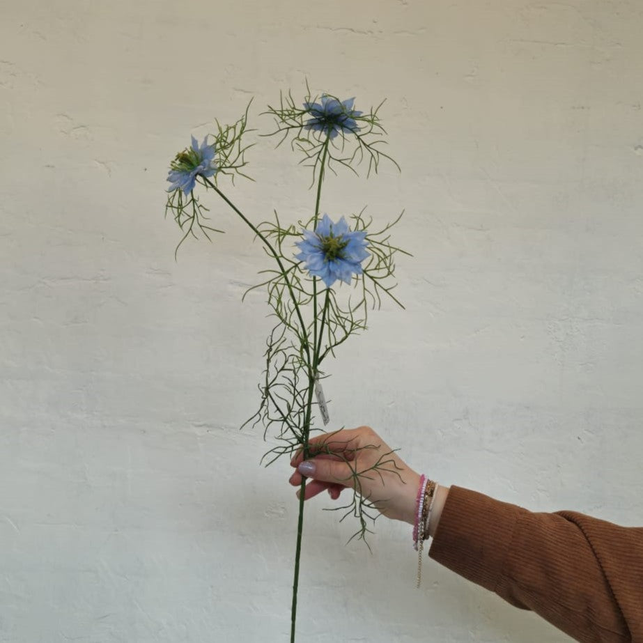 Nigella 62 cm