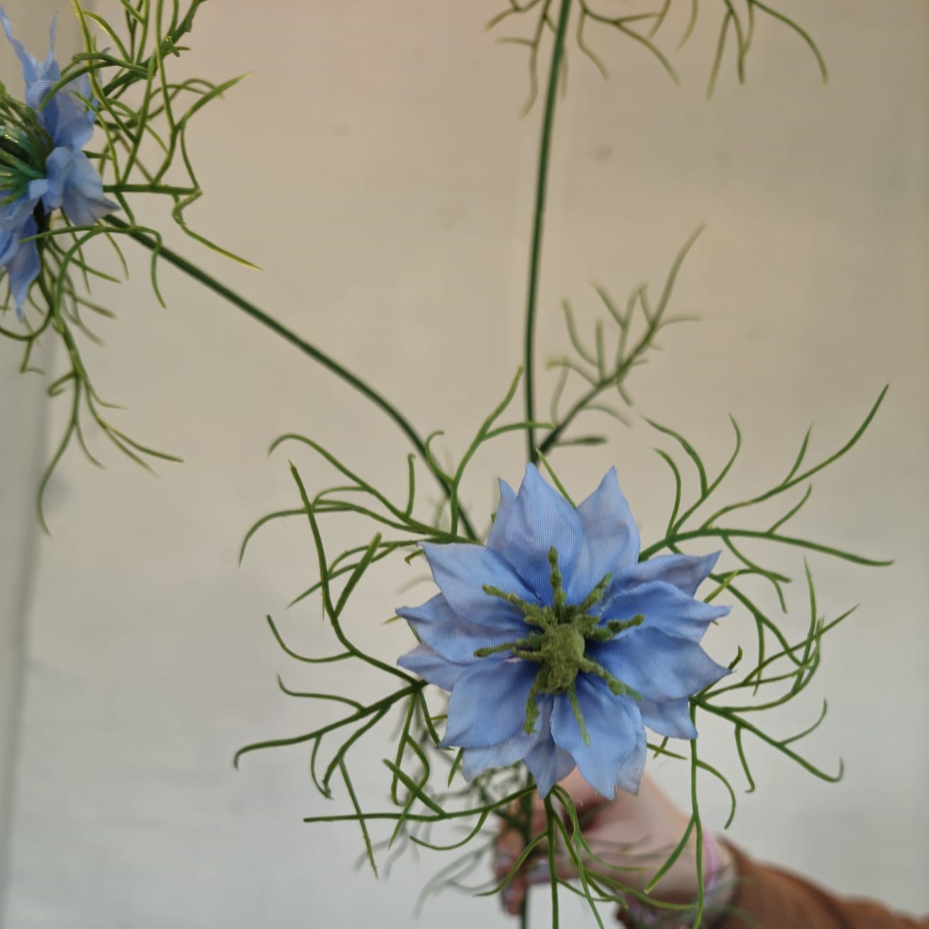 Nigella 62 cm